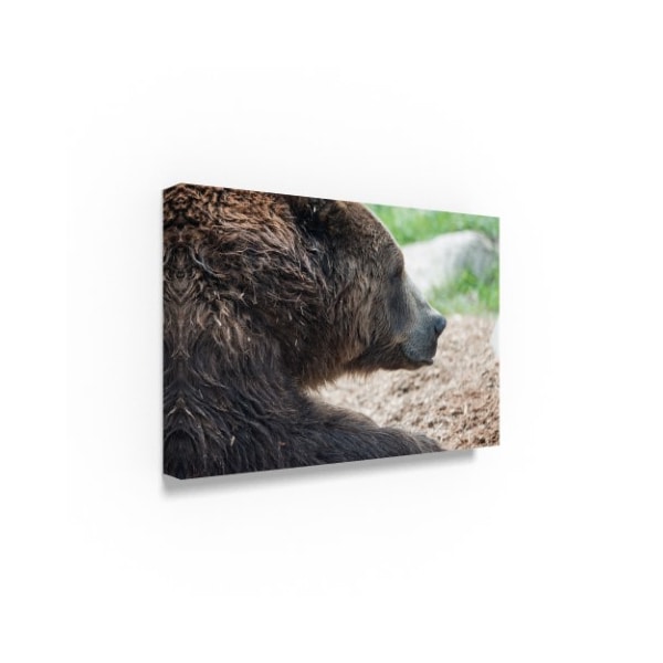 Robert Michaud 'Brown Grizzly Bear' Canvas Art,30x47